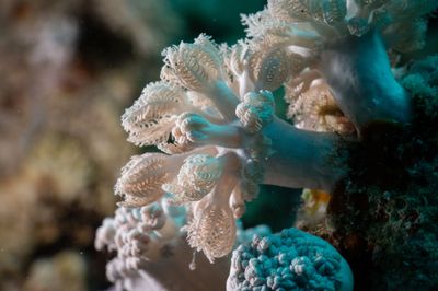 Marsa Alam, Egypt